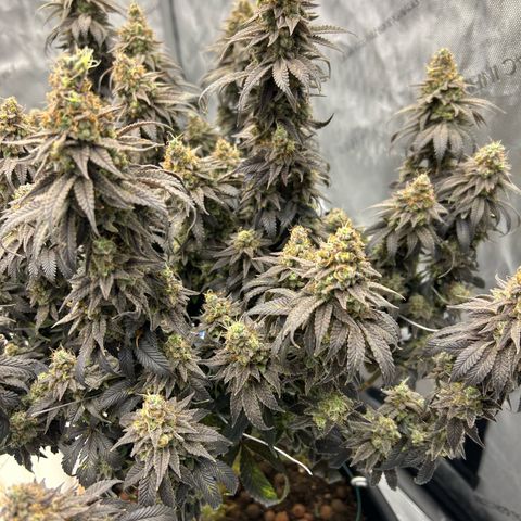 Strawberry Amnesia #2 Scrog growlog photo: Chop day 