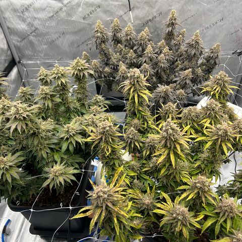 Strawberry Amnesia #1 Scrog growlog timeline photo