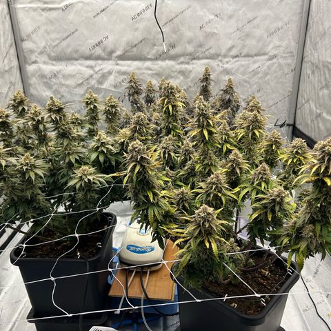 Strawberry Amnesia #1 Scrog growlog timeline photo