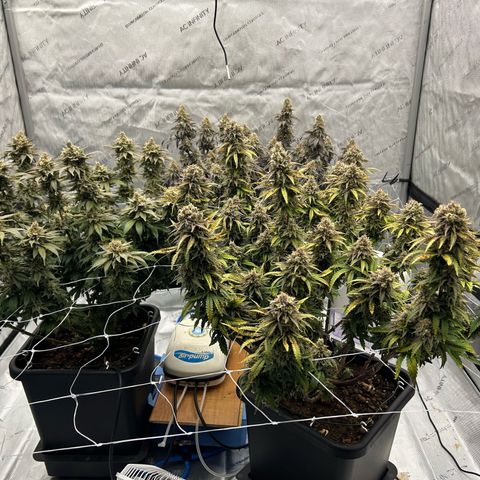 Strawberry Amnesia #1 Scrog growlog timeline photo