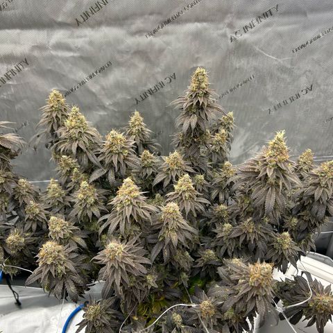 Strawberry Amnesia #1 Scrog growlog timeline photo