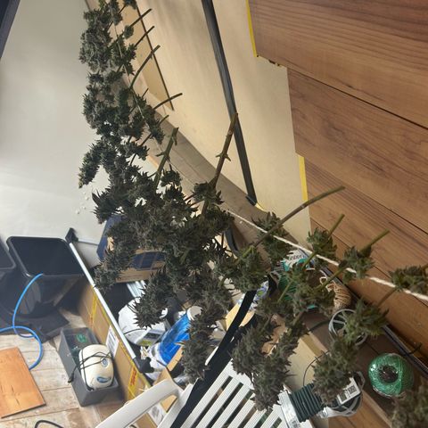 Strawberry Amnesia #1 Scrog growlog photo: Chop day 