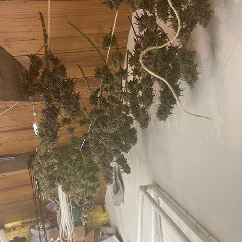 Strawberry Amnesia #1 Scrog growlog photo: Chop day 