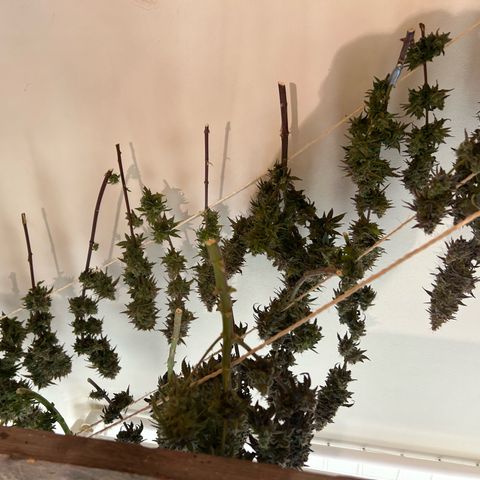 Strawberry Amnesia #1 Scrog growlog photo: Chop day 