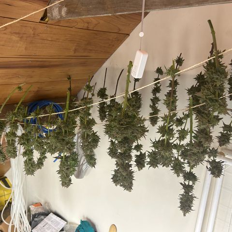 Strawberry Amnesia #1 Scrog growlog photo: Chop day 