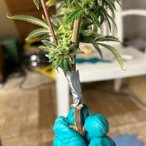 Strawberry Amnesia #1 Scrog growlog photo: Chop day 