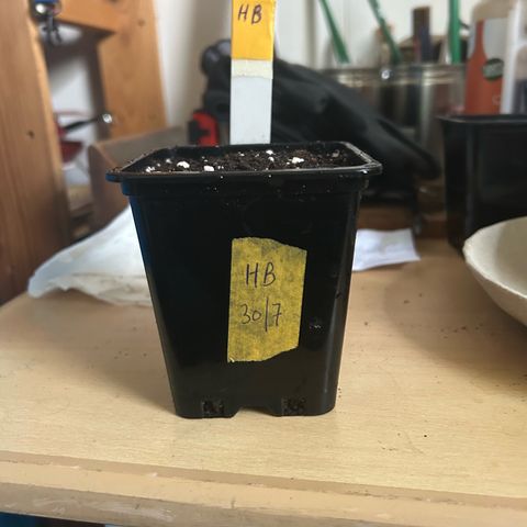 Haze Berry #1  growlog photo: Planted 1 HB after 2 days in coffee filter paper germinated. 