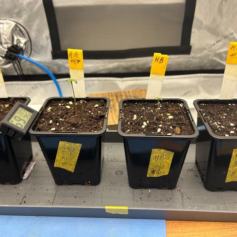 Haze Berry #1  growlog photo: Officially 3 seedlings !