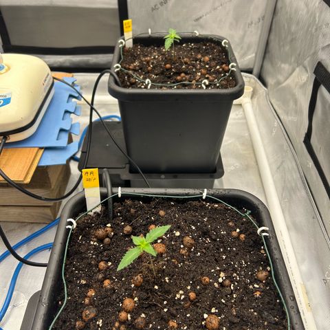 Amsterdam Amnesia # 6  growlog timeline photo