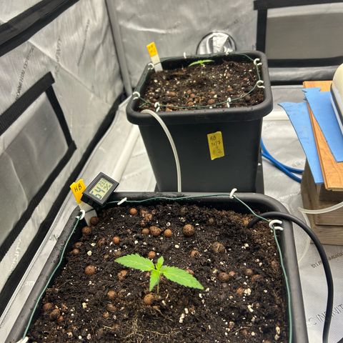 Haze Berry #1  growlog timeline photo