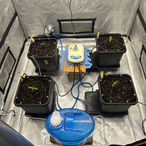 Haze Berry #1  growlog timeline photo