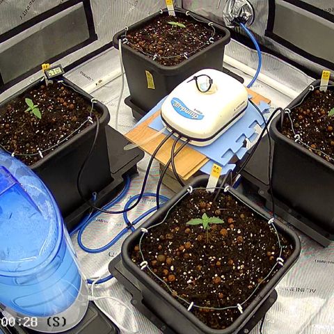Haze Berry #1  growlog timeline photo