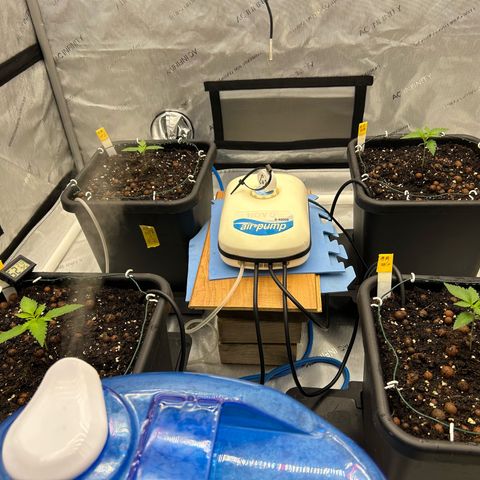 Haze Berry #1  growlog timeline photo