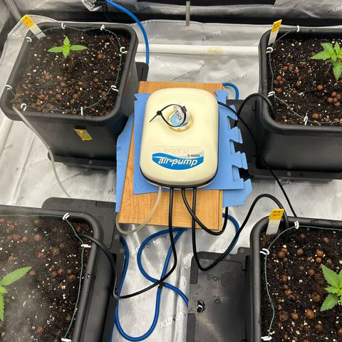 Haze Berry #1  growlog timeline photo
