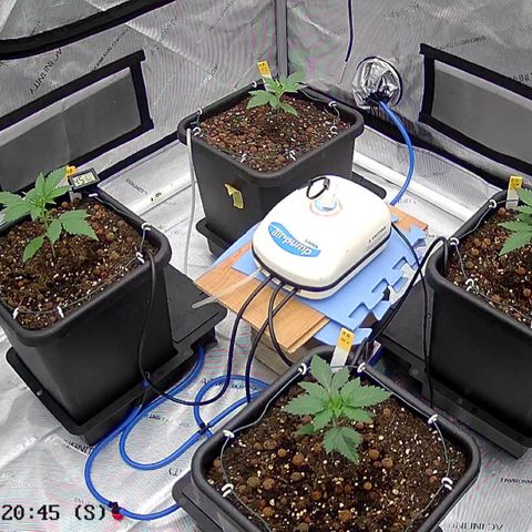 Haze Berry #1  growlog timeline photo