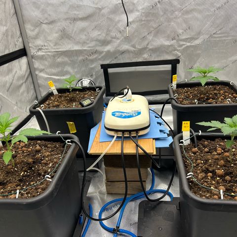 Haze Berry #1  growlog timeline photo