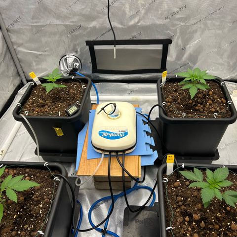 Haze Berry #1  growlog timeline photo