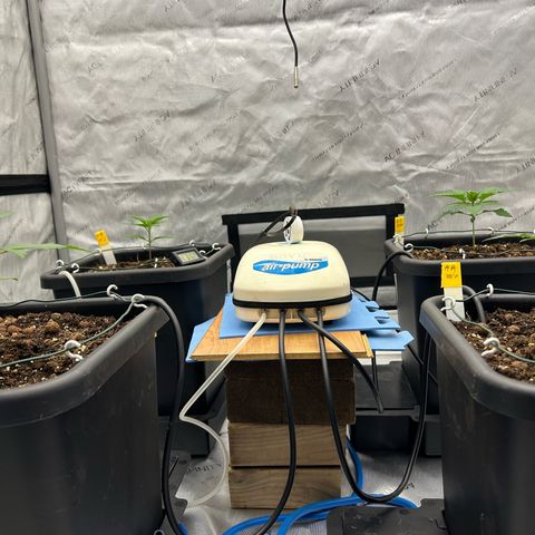 Haze Berry #1  growlog timeline photo