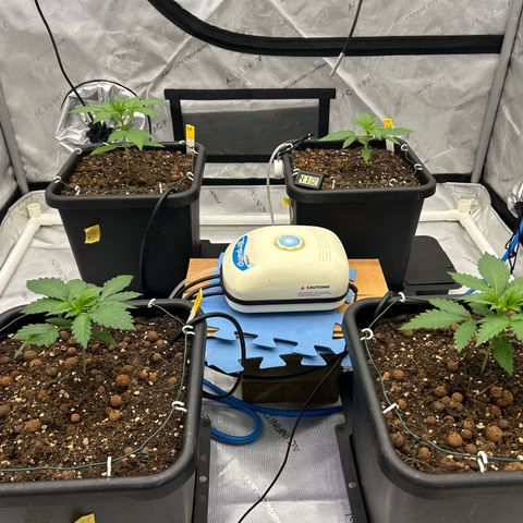 Haze Berry #1  growlog timeline photo