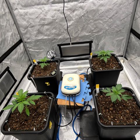 Haze Berry #1  growlog timeline photo