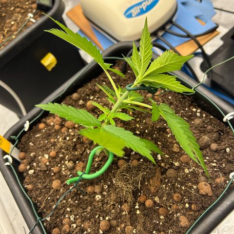Haze Berry #1  growlog photo: 1st LST 