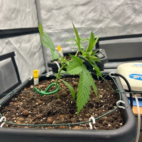 Haze Berry #1  growlog photo: 1st LST 