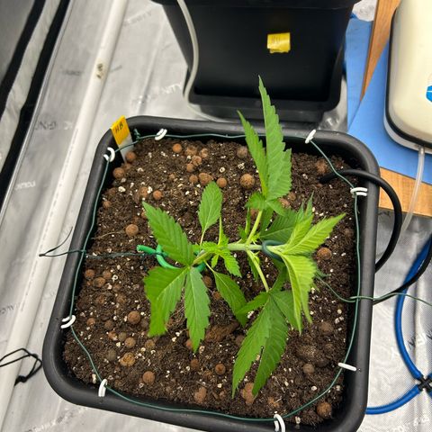 Haze Berry #1  growlog photo: 1st LST 