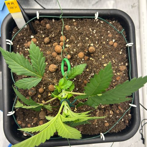 Amsterdam Amnesia # 5 growlog photo: 1st LST