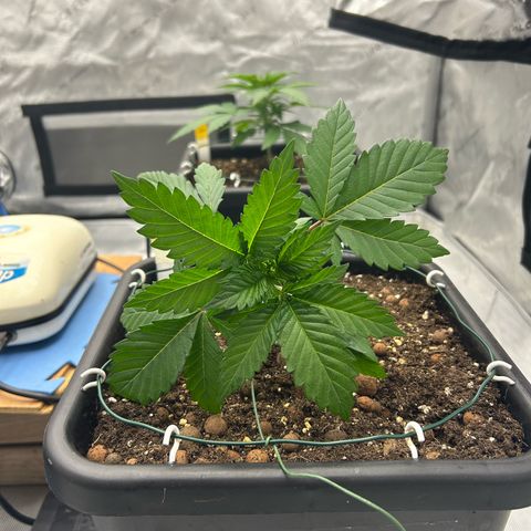 Amsterdam Amnesia # 5 growlog photo: 1st LST