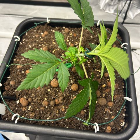 Amsterdam Amnesia # 5 growlog photo: 1st LST