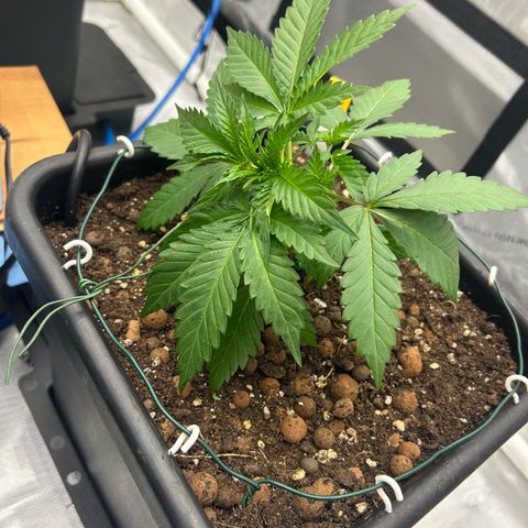 Amsterdam Amnesia # 6  growlog photo: 1st LST
