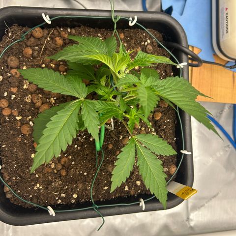 Amsterdam Amnesia # 6  growlog photo: 1st LST