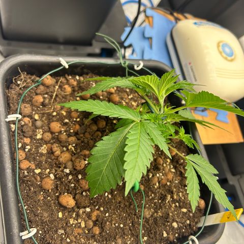 Amsterdam Amnesia # 6  growlog photo: 1st LST