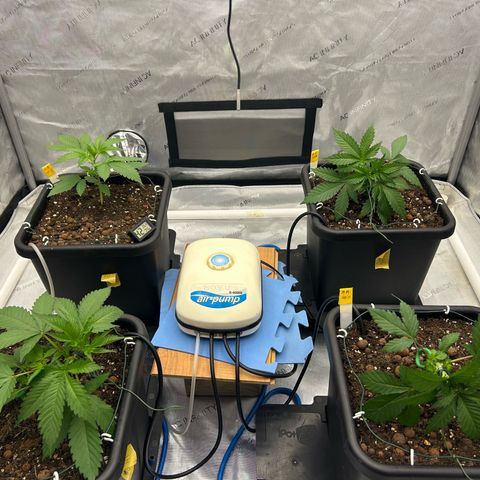 Haze Berry #1  growlog timeline photo