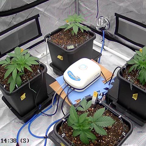 Haze Berry #1  growlog timeline photo