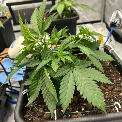 Amsterdam Amnesia # 6  growlog photo: Pinching up the LST 