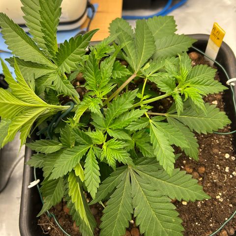 Amsterdam Amnesia # 6  growlog photo: Pinching up the LST 
