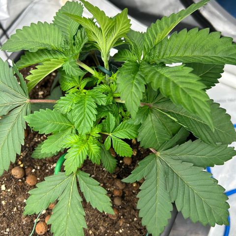 Amsterdam Amnesia # 5 growlog photo: Pinching up LST