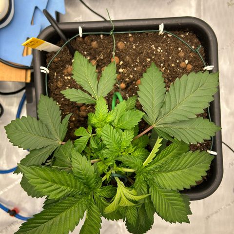 Amsterdam Amnesia # 5 growlog photo: Pinching up LST