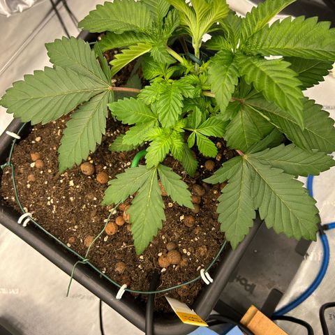 Amsterdam Amnesia # 5 growlog photo: Pinching up LST
