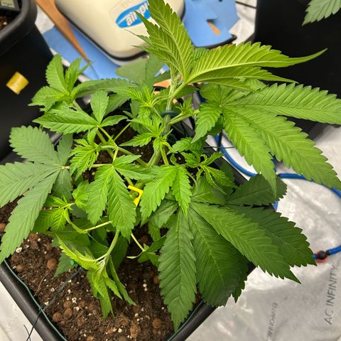 Haze Berry #1  growlog photo: Pinching up LST