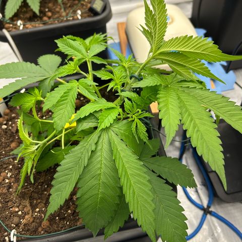 Haze Berry #1  growlog photo: Pinching up LST
