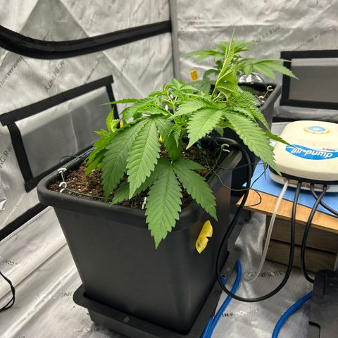 Haze Berry #1  growlog photo: Pinching up LST