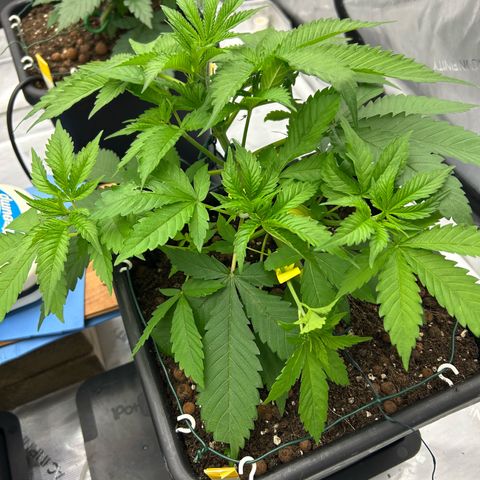 Haze Berry #1  growlog photo: Placed Bud-Trainers . LST