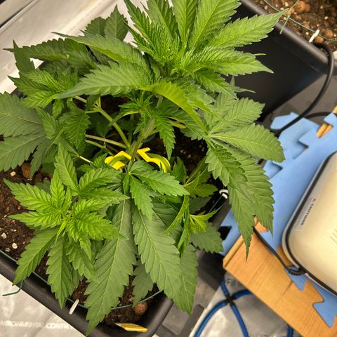 Amsterdam Amnesia # 6  growlog photo: Placing Bud-Trainers. LST