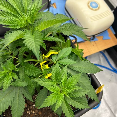 Amsterdam Amnesia # 6  growlog photo: Placing Bud-Trainers. LST