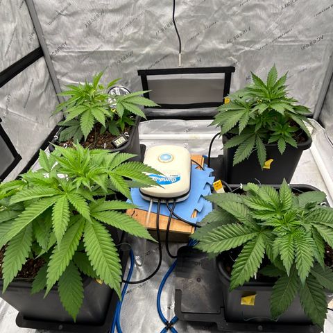 Haze Berry #1  growlog timeline photo