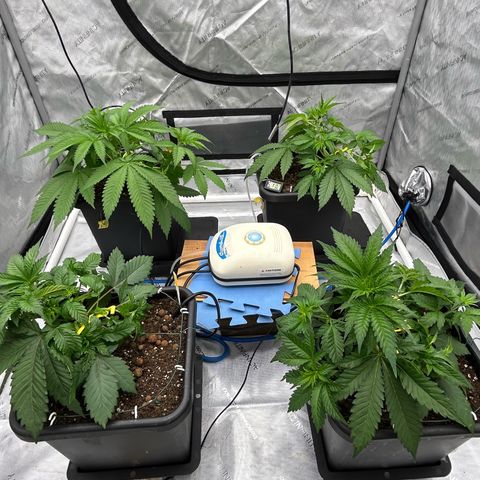 Haze Berry #1  growlog timeline photo