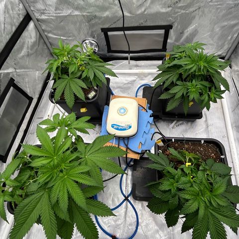 Haze Berry #1  growlog timeline photo