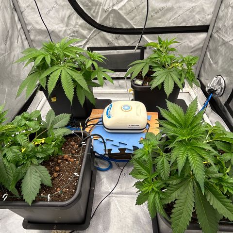 Haze Berry #1  growlog timeline photo